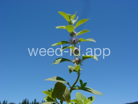 mint, field